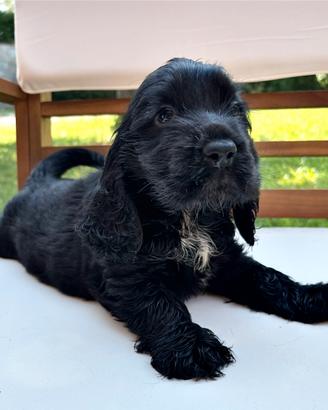 Cucciolo cocker spaniel inglese