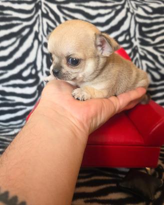 Chihuahua femmina crema tea cup 65 giorni