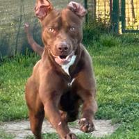 American Pitbull terrier