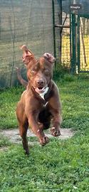 American Pitbull terrier