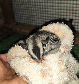 Petauro dello zucchero 5 mesi