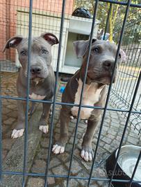 American Pitbull terrier
