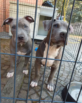 American Pitbull terrier