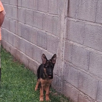 Cucciolo pastore tedesco