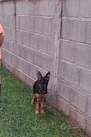 Cucciolo pastore tedesco