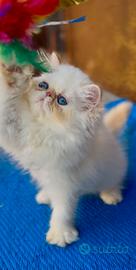 Persiano himalayano