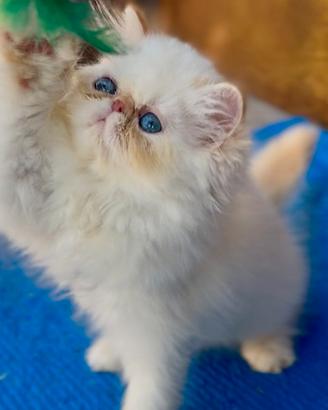 Persiano himalayano