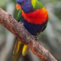 Pappagallo Lorichetti arcobaleno