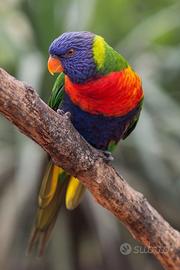 Pappagallo Lorichetti arcobaleno