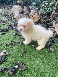 Maschietto di Maltipoo