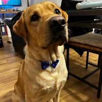 Accoppiamento labrador