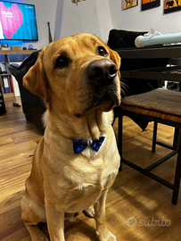 Accoppiamento labrador