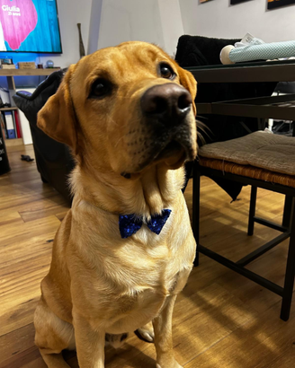Accoppiamento labrador
