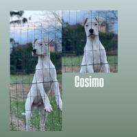 ULTIMO cucciolo dogo