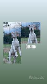 ULTIMO cucciolo dogo