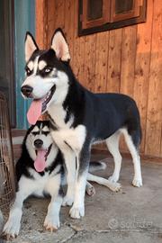 Husky cucciolona con pedigree