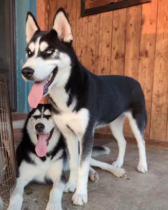 Husky cucciolona con pedigree