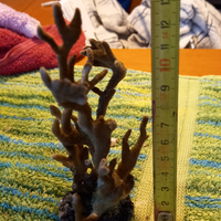 Montipora digitata rossa