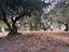 Immagine 12