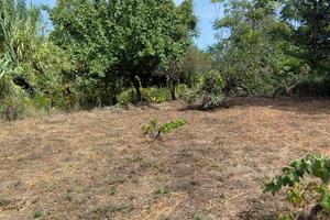 Terreno per ricovero cani