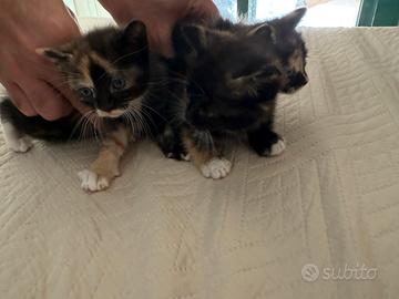 Regal due splendide gattine tartarugate di 2 mesi