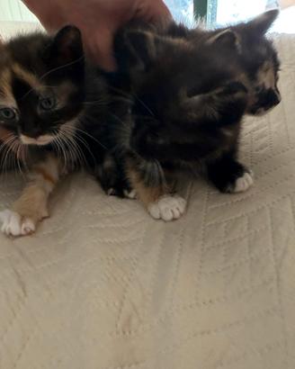 Regal due splendide gattine tartarugate di 2 mesi