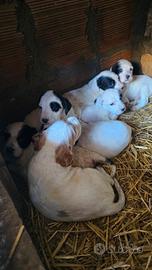 Cuccioli Setter Inglese