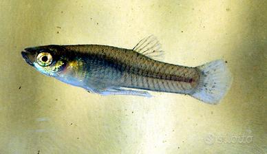 Gambusia, pesci da laghetto esterno