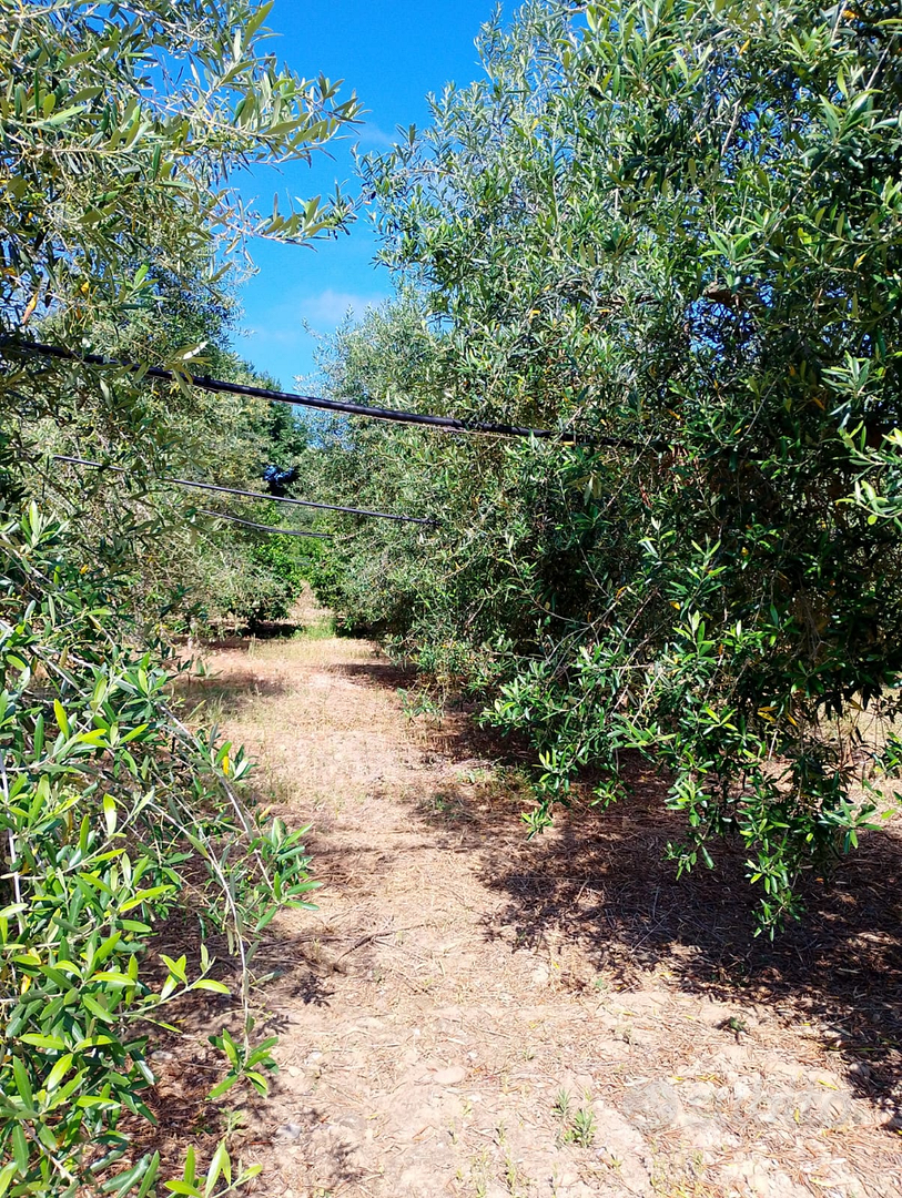 Terreno con arance e olive - Vista 4