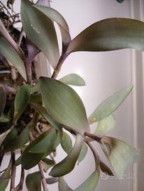 Piante tradescantia