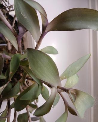 Piante tradescantia