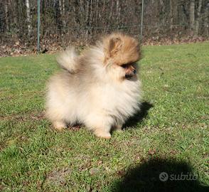 Cucciolo Spitz nano (volpino di Pomerania)
