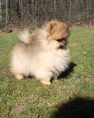 Cucciolo Spitz nano (volpino di Pomerania)