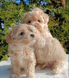 Cuccioli maltipoo