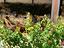 Immagine 28