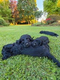 Cuccioli di Cocker