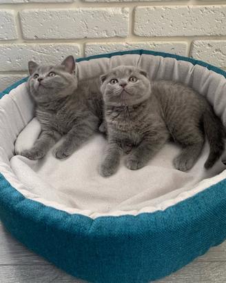 Scottish Fold /Straight