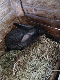 Conigli giganti delle fiandre