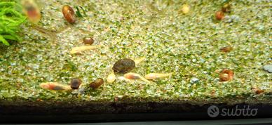Ancistrus Albino