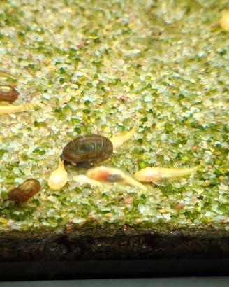 Ancistrus Albino