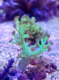 Coralli molli acquario marino
