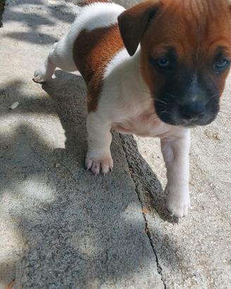 Jack russell