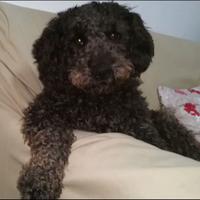 Lagotto maschio per monta