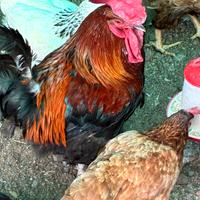 Marans
