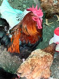 Marans