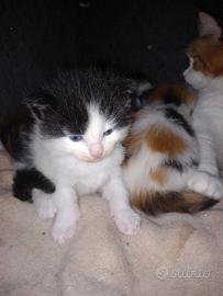 Maine coon