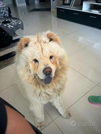 Chow chow