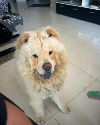Chow chow