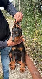 Dobermann