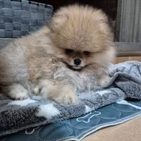Spitz di pomerania